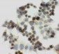 Anti-IGF2R Antibody